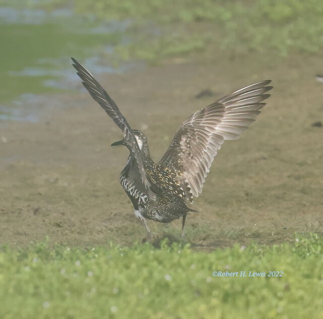 Pacific Golden-Plover