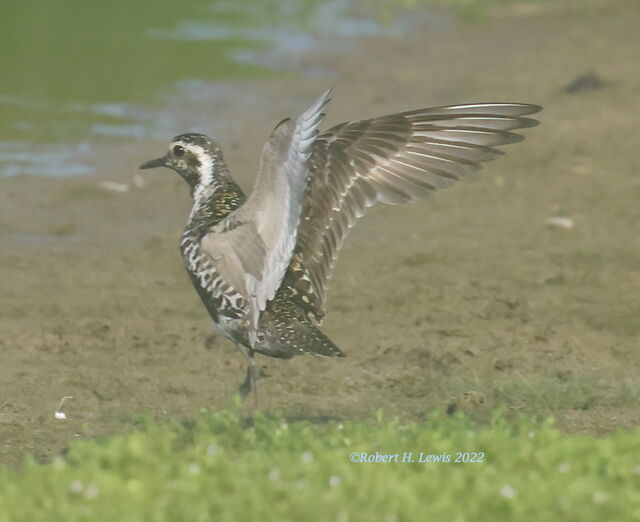 Pacific Golden-Plover