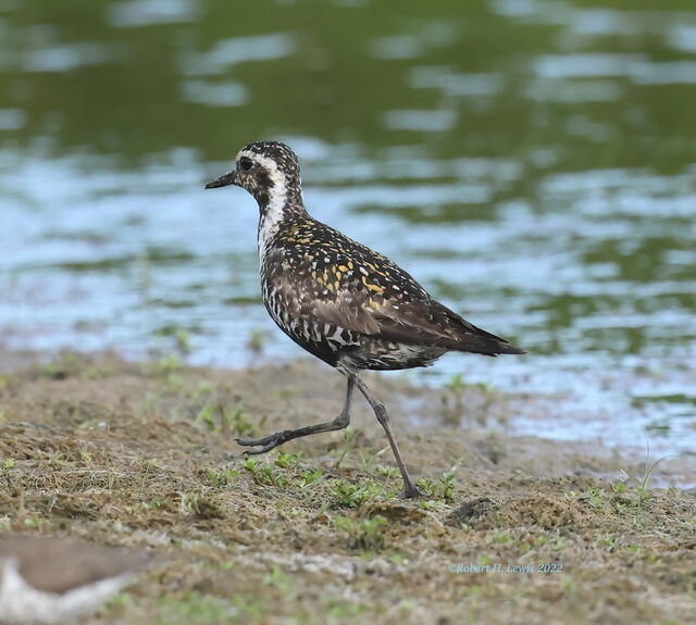 Pacific Golden-Plover