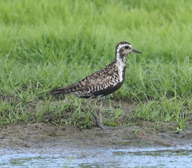 Pacific Golden-Plover