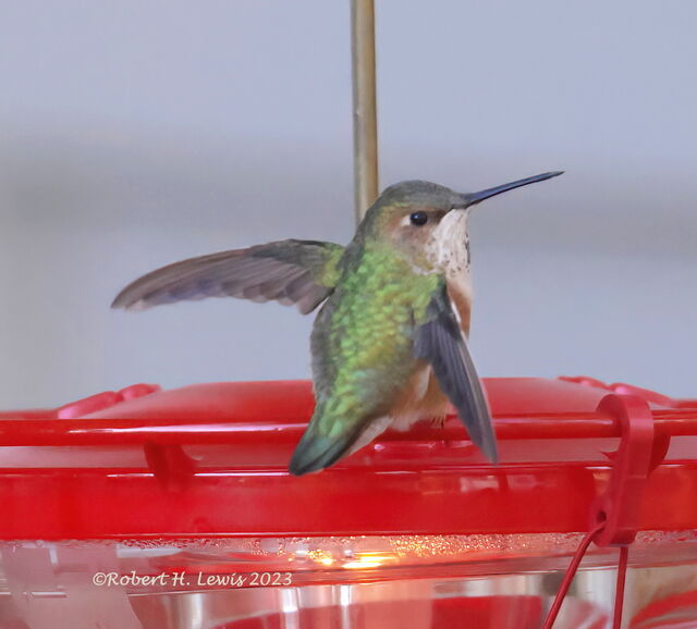 Rufous Hummingbird