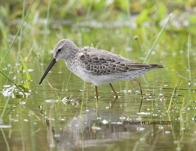 Stilt Sandpiper