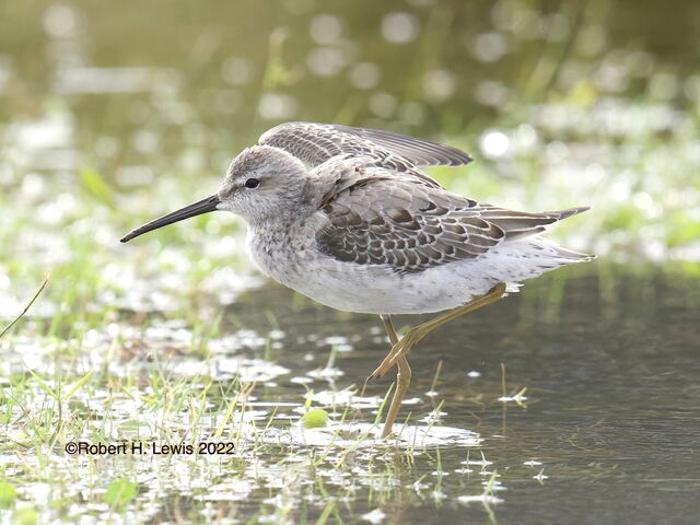 Stilt Sandpiper