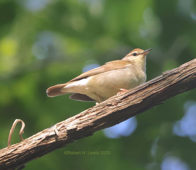 Swainson's Warbler