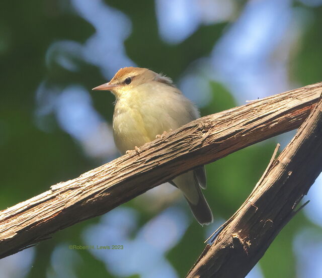 Swainson's Warbler