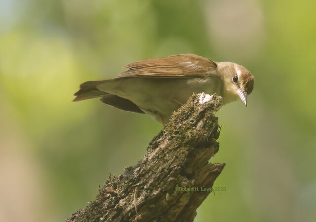 Swainson's Warbler