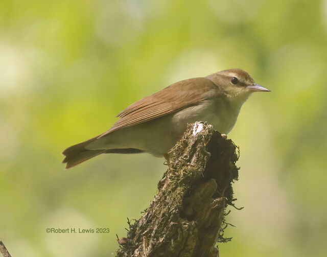 Swainson's Warbler