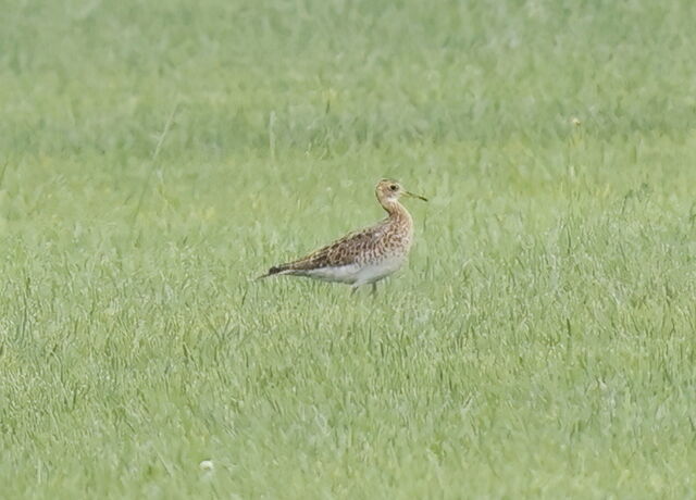 Upland Sandpiper