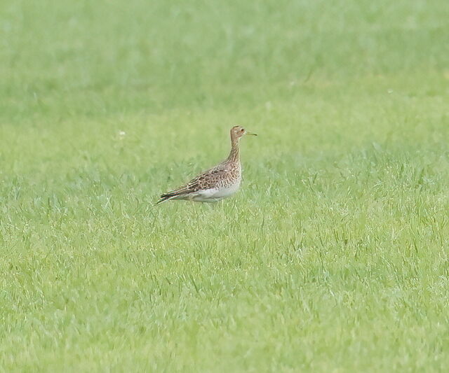 Upland Sandpiper