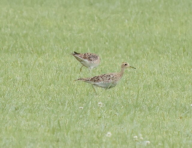 Upland Sandpiper