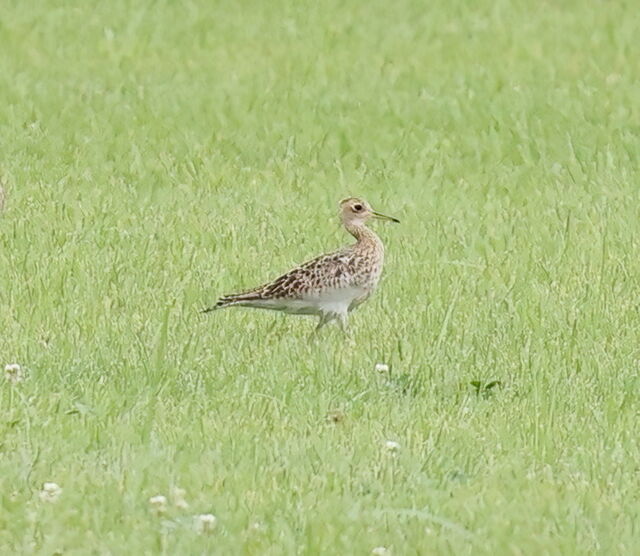 Upland Sandpiper