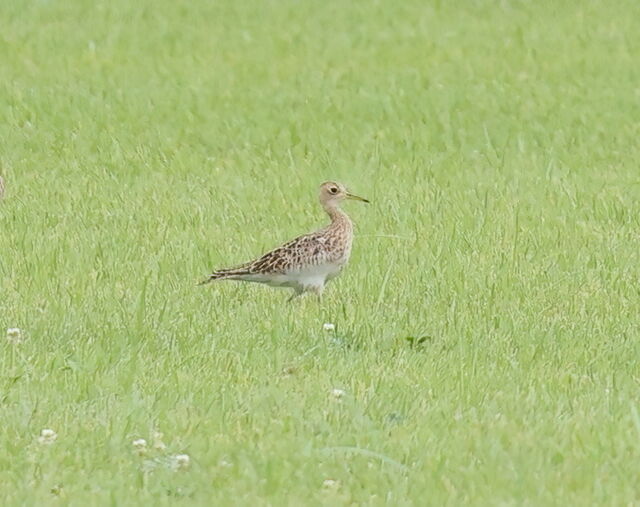 Upland Sandpiper