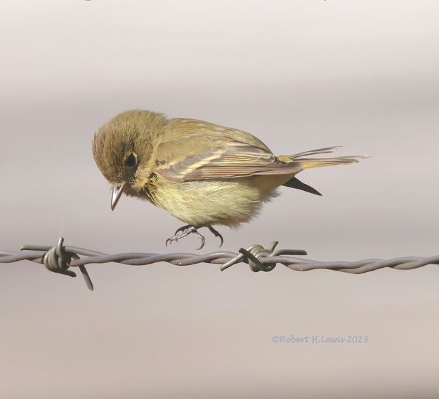 Western Flycatcher