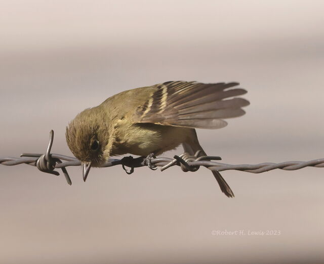 Western Flycatcher