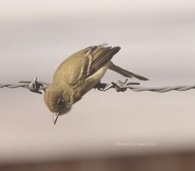 Western Flycatcher