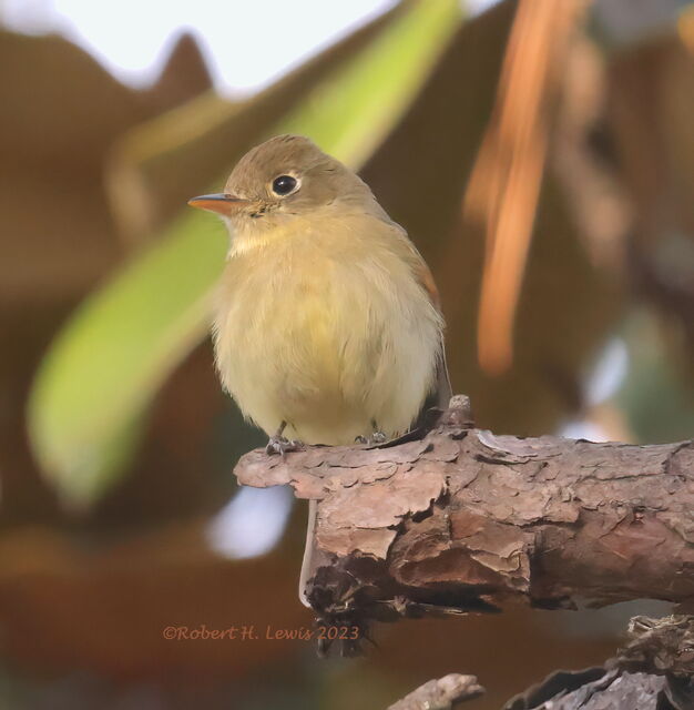 Western Flycatcher