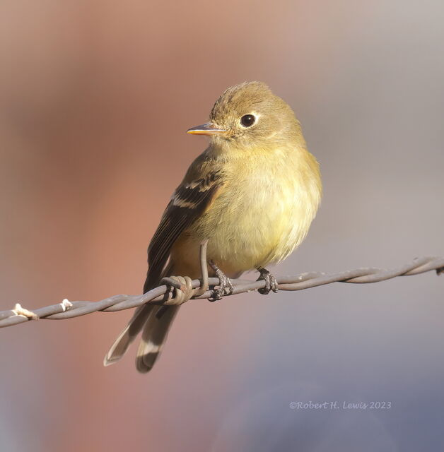 Western Flycatcher