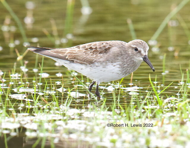 White-rumped Sandpiper