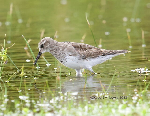 White-rumped Sandpiper