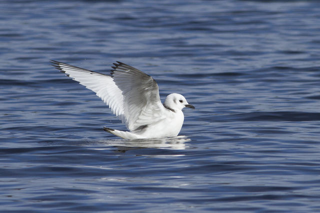 Black-legged Kittiwake