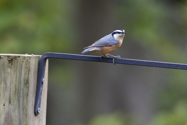 Red-breasted Nuthatch