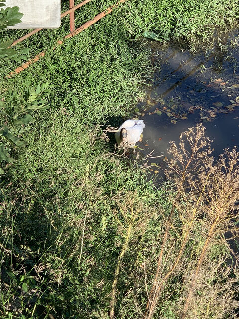 Wood Stork