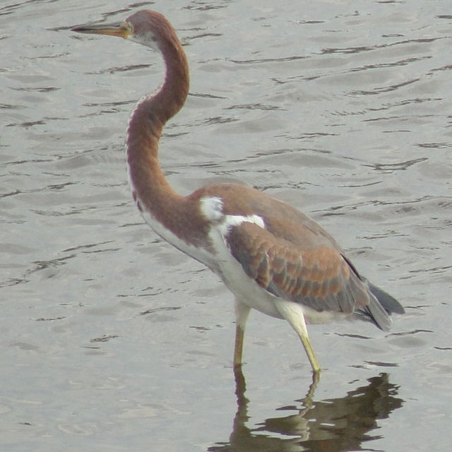 Tricolored Heron