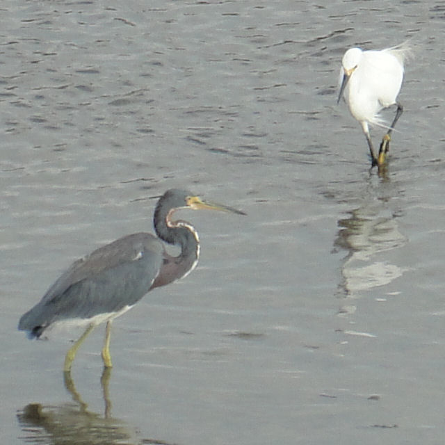 Tricolored Heron