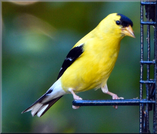 American Goldfinch