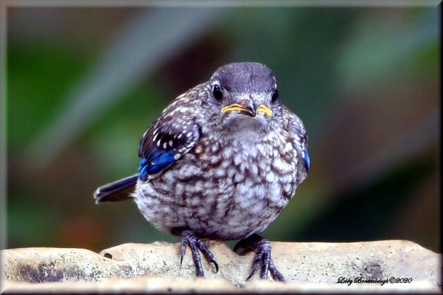 Eastern Bluebird