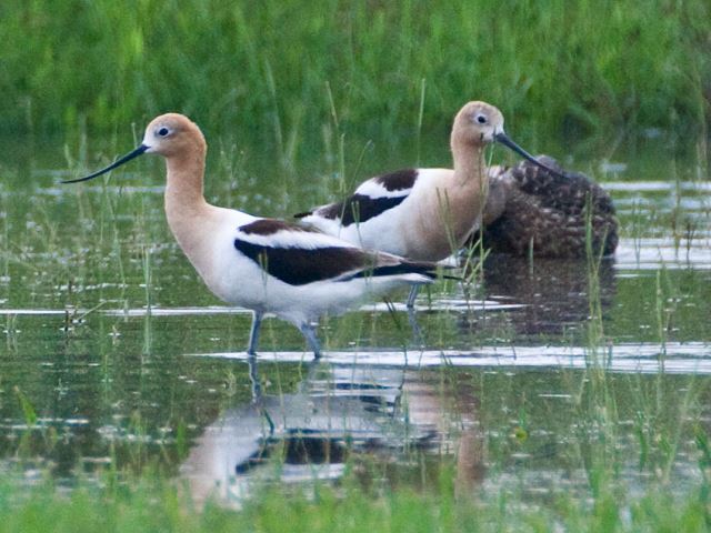 American Avocets