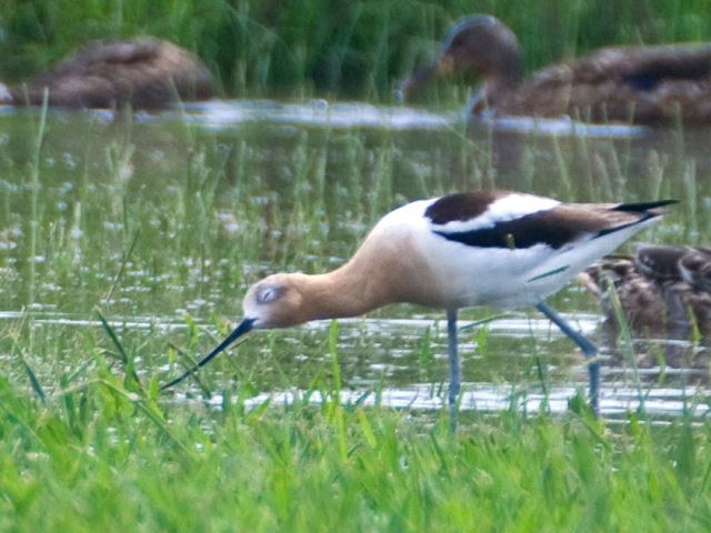 American Avocets