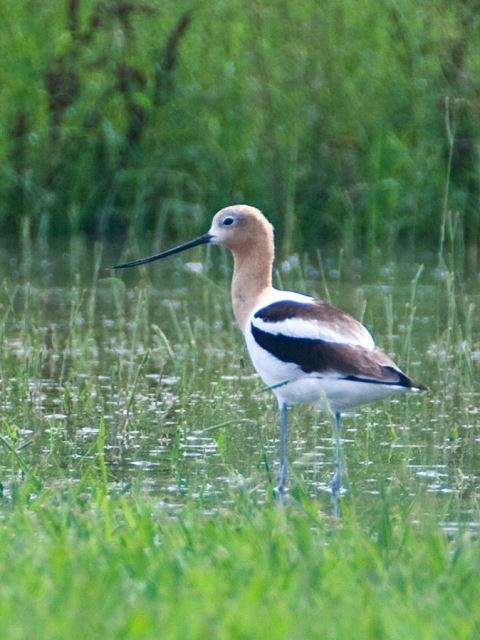 American Avocets