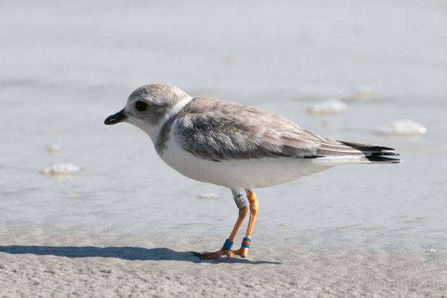 Piping Plover