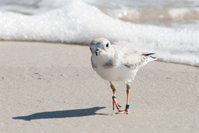 Piping Plover