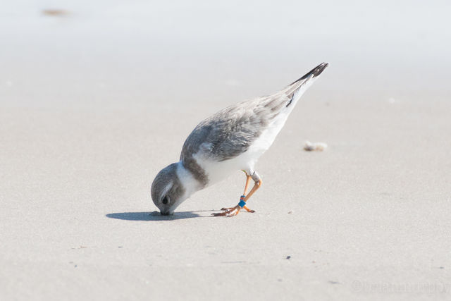 Piping Plover