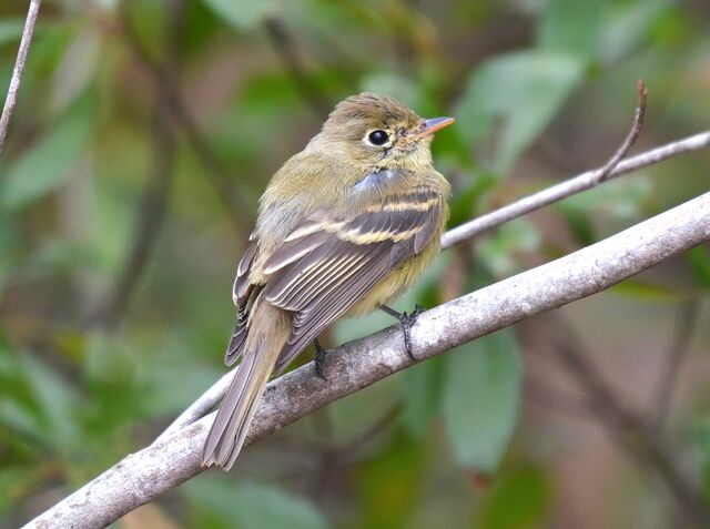 Western Flycatcher