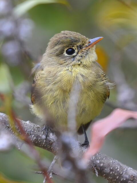 Western Flycatcher