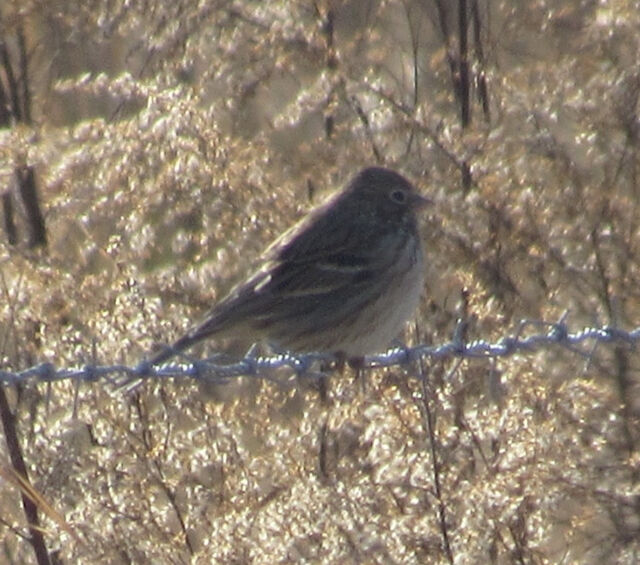 Vesper Sparrow