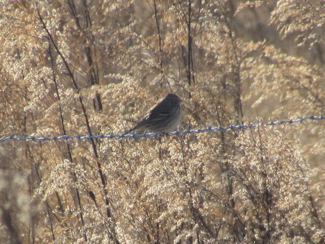 Vesper Sparrow