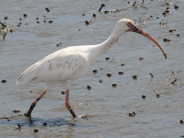 White Ibis