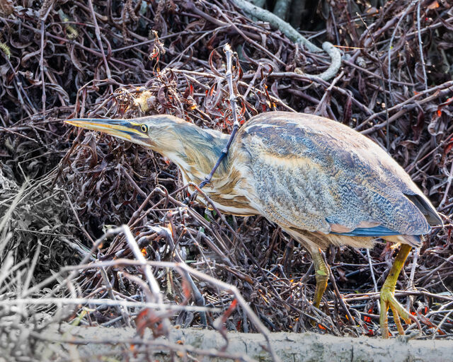 American Bittern