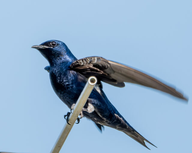 Purple Martin