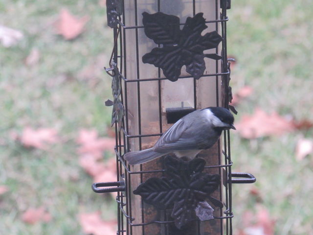 Carolina Chickadee