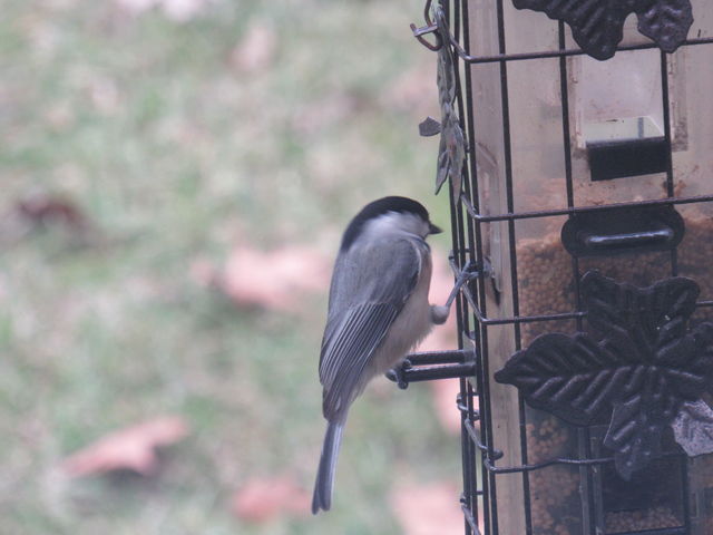 Carolina Chickadee