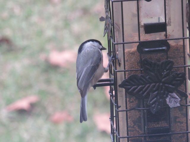 Carolina Chickadee