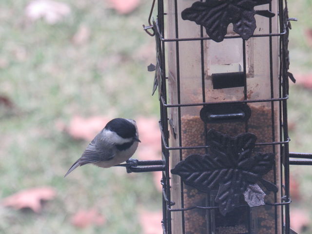 Carolina Chickadee