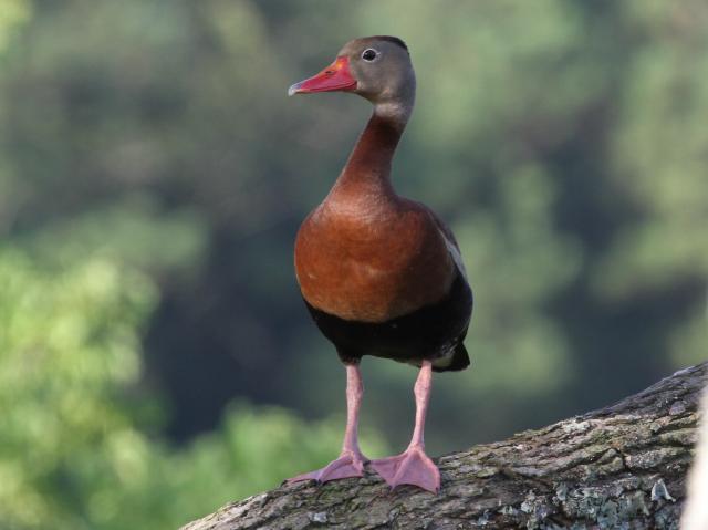 Black-bellied Whistling-Ducks