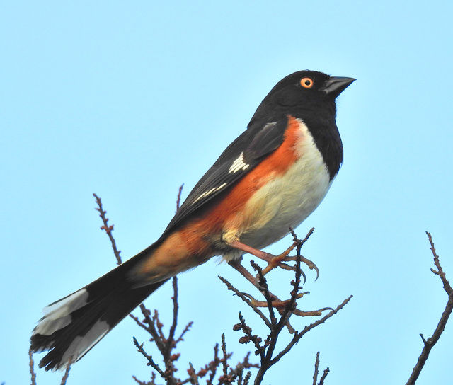 Eastern Towhee