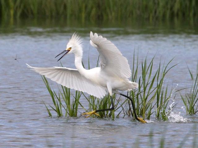 Snowy Egret